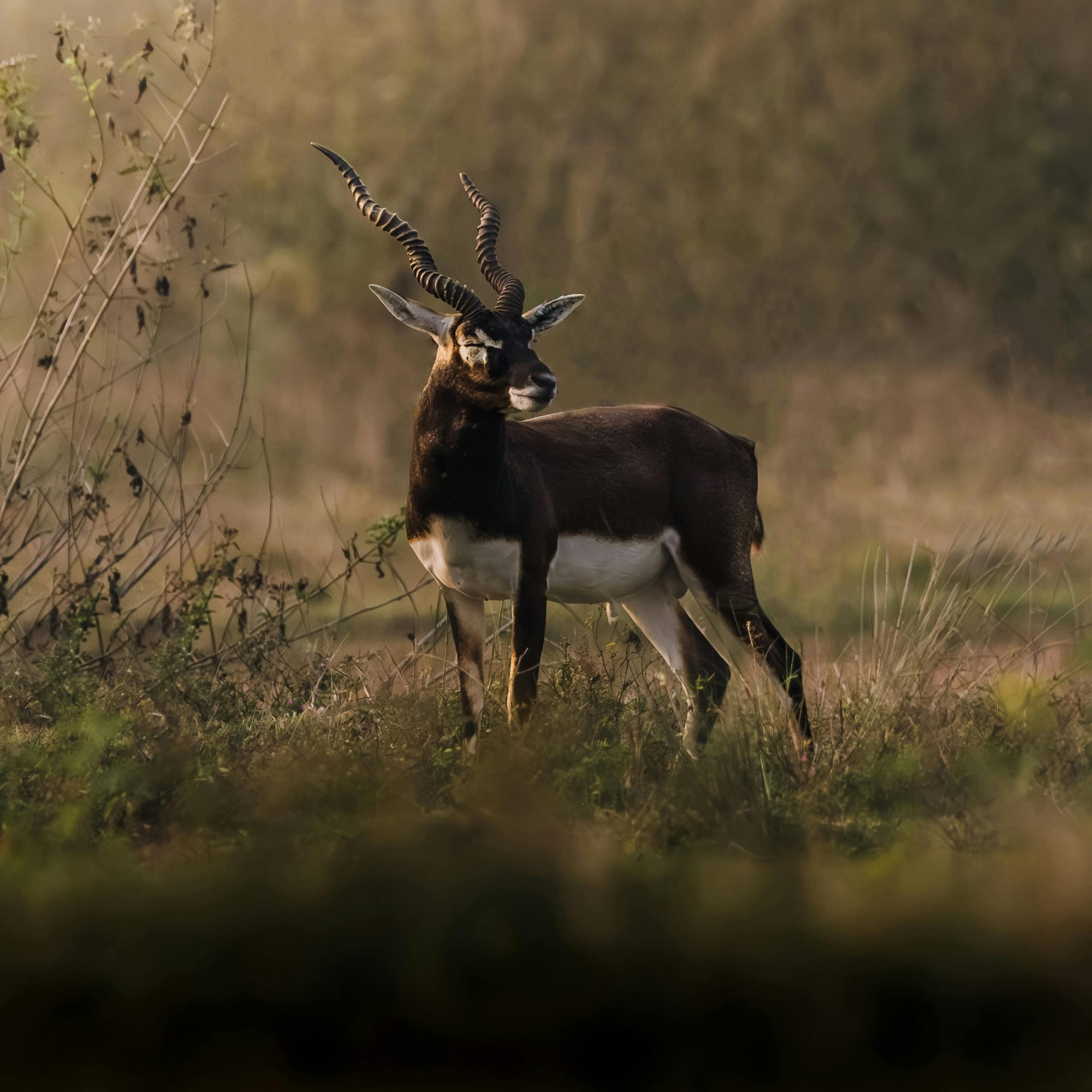 Natura e fauna selvatica